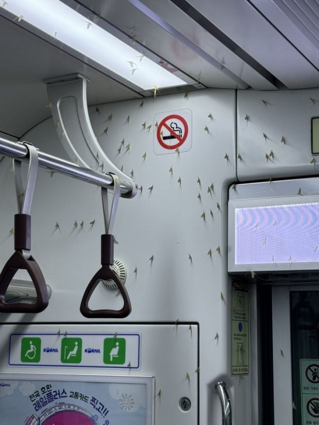 11일 소셜미디어에는 "경의중앙선에 정체불명의 벌레가 가득하다"며 사진이 올라왔다. /엑스(X)