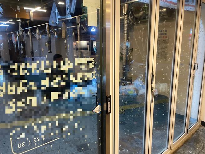 신상철씨가 근무하는 서울 성동구의 가게 전면 창에 지난 12일 동양하루살이가 붙어있다. 독자제공