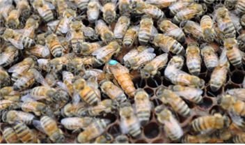 신품종 꿀벌 ‘젤리킹’의 모습. 파란 표시가 된 개체가 여왕벌이다. 농촌진흥청