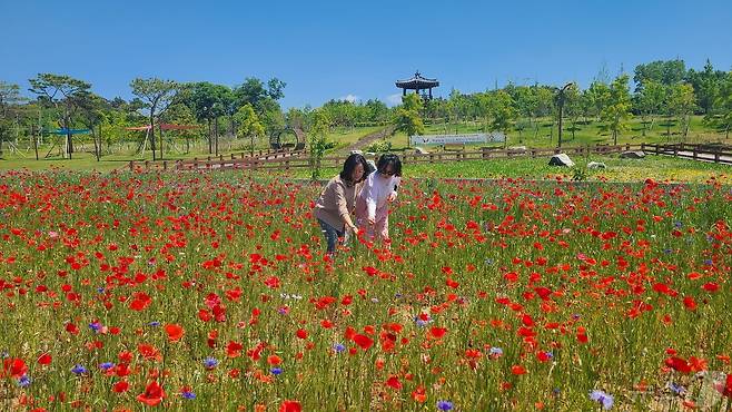 충북 증평군농업기술센터가 증평읍 사곡리 농심테마파크에 조성한 꽃밭.(증평군 제공)/뉴스1