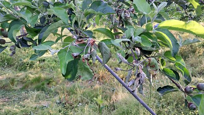 과수화상병에 걸린 과일 나무들. 농촌진흥청 제공
