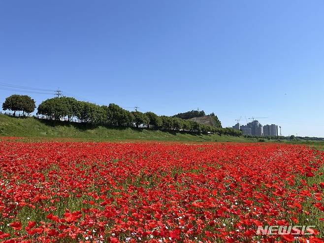 나주 영산강변이 화려하고 강렬한 붉은 꽃양귀비 물결로 넘실대고 있다. (사진=나주시 제공) photo@newsis.com