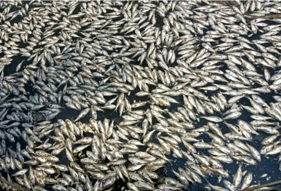 중국 하이난성의 한 호수에서 약 8톤에 달하는 물고기가 떼죽음을 당했다