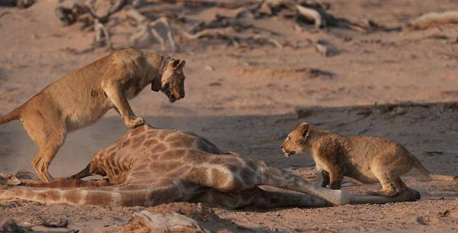 암사자 두 마리가 기린 사냥에 성공한 뒤 포식 전 사체 앞에서 즐거워하고 있다./Desert Lion Conservation