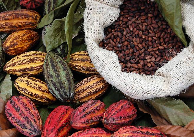 초콜릿은 카카오나무  열매의 씨앗인 코코아 콩으로 만든다. 최근 기후변화로 인한 가뭄과 병충해가 겹쳐 코코아 콩 생산량이 급감해 가격이 크게 올랐다./네덜란드 열대연구원