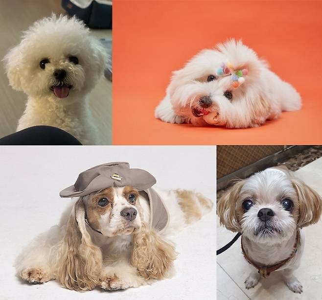 behind-the-making-and-marketing-of-trendy-dog-breeds