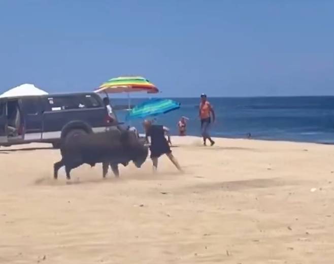 멕시코 바하캘리포니아수르주 로스카보스의 라 포르투나 해변에서 한 여성이 야생 황소의 공격을 받았다. <출처=엑스 갈무리>