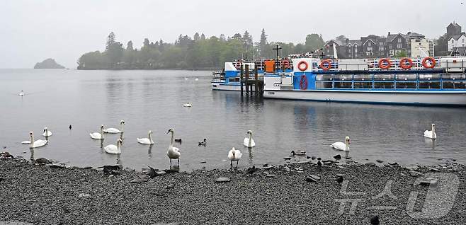 영국 잉글랜드 북서부의 윈더미어 호수에 백조들이 모여 헤엄치고 있다. 2020.05.18/ ⓒ AFP=뉴스1 ⓒ News1 권진영 기자