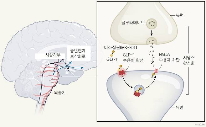 코펜하겐대 연구진이 개발한 체중 감량 후보물질의 작용 원리. 뇌에서 먼저 GLP-1 수용체와 결합해 식욕이 떨어지도록 작용한다. 이때 떨어져 나온 디조실핀은 NMDA 수용체를 차단해 체중 감량 효과를 증가시킨다./네이처
