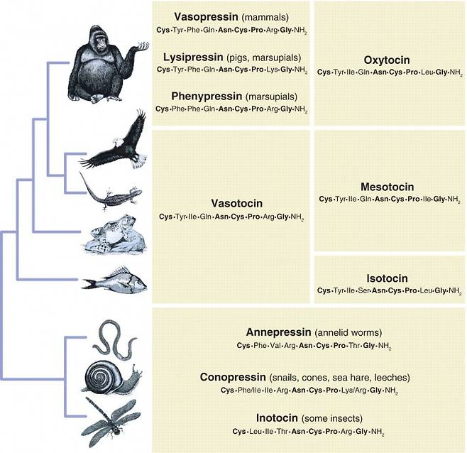 옥시토신이 포함된 노나펩타이드의 유전자는 약 7억 년 전 등장했다. 그 뒤 무척추동물은 지금까지도 하나뿐이지만 척추동물에서는 유전자 중복으로 두 개가 된 뒤 바소프레신 계열(왼쪽)과 옥시토신 계열(오른쪽)로 나뉘어 진화하며 기능이 분화됐다. 사이언스 제공