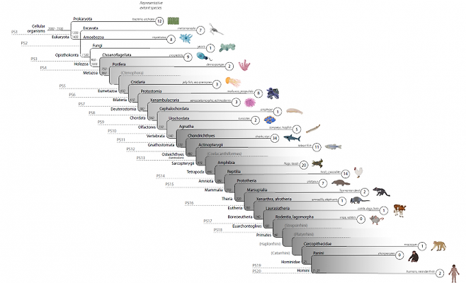사람 옥시토신 신호 경로에 관여하는 154개 유전자의 등장 시기를 나타내는 그림으로, 20개 계통층서(phylostrata. PS)에 넓게 분포한다(숫자가 각 PS에서 등장한 유전자 수). 옥시토신 유전자는 12번째 PS인 약 5억5000만 년 전 초기 척추동물에서 등장했다. 커뮤니케이션스 바이올로지 제공
