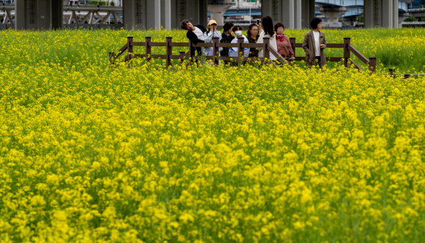 대저생태공원을 찾은 시민들이 샛노란 유채꽃밭 사이에서 사진을 찍으며 즐거운 시간을 보내고 있다.  이원준 기자windstorm@