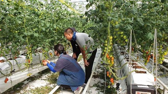 교육생이 '스마트팜 혁신밸리 청년창업보육센터'에서 방울토마토 재배법을 실습하고 있다. 경북도 제공