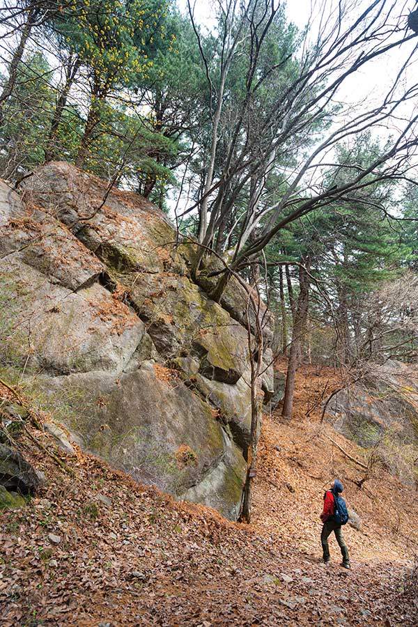 서리산으로 오르는 도중 바위 틈새에 뿌리를 박고 자란&nbsp;나무가 인상적이다.&nbsp;