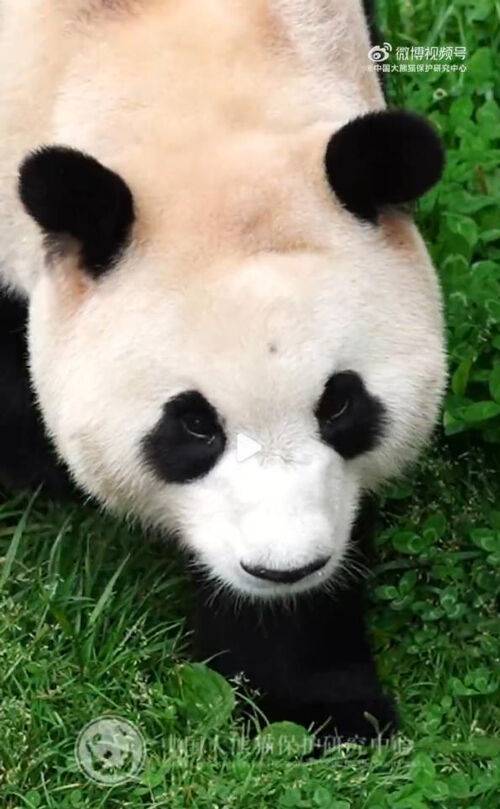 풀밭을 어슬렁거리는 푸바오