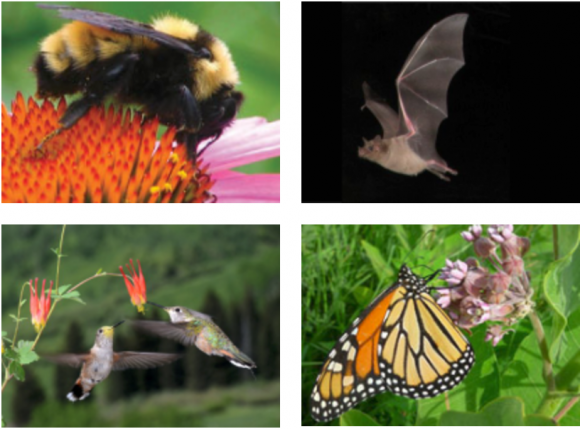 생물 다양성 보존, 작물 수확, 식량 안보에 필수적인 수분 매개 동물을 가장 위협하는 요인은 다름 아닌 기후변화라는 연구 결과가 나왔다. 왼쪽 위부터 시계 방향으로 대표적인 수분 매개 동물인 벌, 박쥐, 나비, 새. 미국 위스콘신 메디슨대 제공