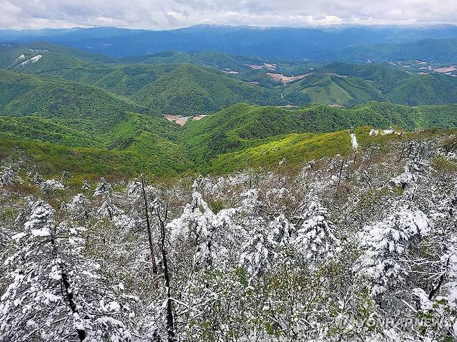 5월 발왕산..절반은 겨울 (평창=연합뉴스) 이상학 기자 = 16일 오전 강원 평창군 발왕산 정상에 눈이 수북이 쌓여 있다.  2024.5.16 hak@yna.co.kr