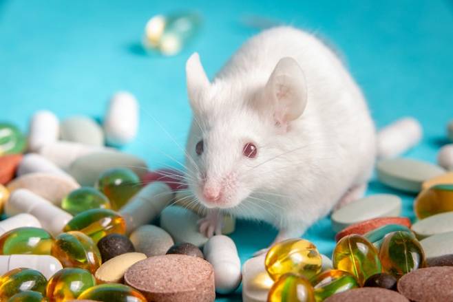 중국 광저우 쑨얏센 대 쑨얏센 기념병원 연구팀이 실험쥐 연구를 통해 고지방 식단이 장내 미생물 수를 증가시키고 암을 빠르게 키울 수 있다는 결과를 도출했다. 게티이미지뱅크