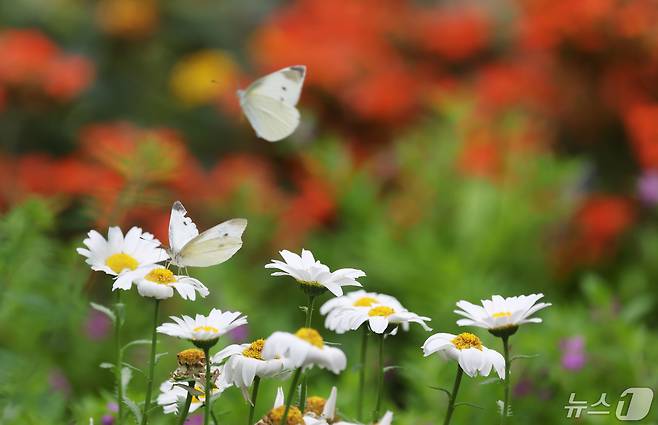 지난 1일 함평나비축제 나비곤충생태관에서 나비들이 날아 꽃에 앉고 있다. 2024.5.1/뉴스1 ⓒ News1 김태성 기자