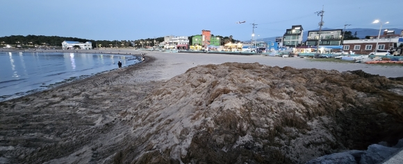 17일 이호테우해변에 밀려온 괭생이모자반을 수거해 해변 한쪽에 산더미처럼 쌓아 올려져 있는 모습. 제주 강동삼 기자
