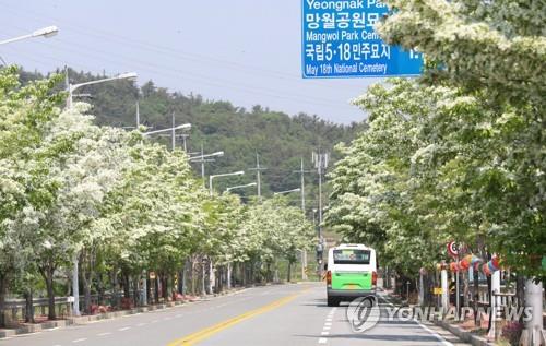 5·18 민주묘지 가는 길에 이팝나무 [연합뉴스 자료사진]