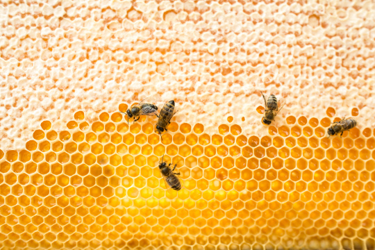 산림청은 꿀벌 보호와 양봉산업 육성을 위해 연간 조림면적의 20%를 밀원수로 조성한다.



아이클릭아트 제공