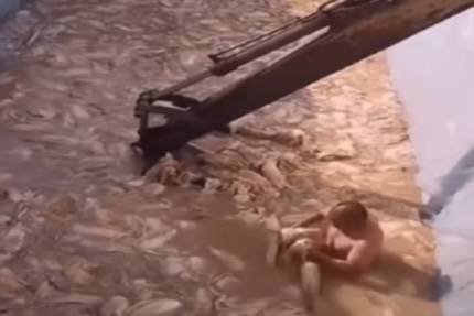 알몸 배추. [사진 = 웨이보 캡처]