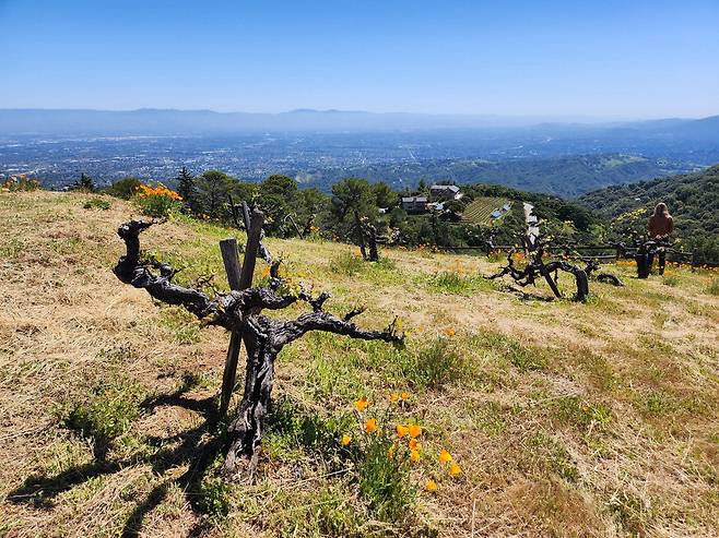 미국 캘리포니아 샌타크루즈산맥 정상 부근에 있는 리지 와이너리의 올드바인(늙은 포도나무)들. 그 너머로 새너제이(San Jose) 시내와 샌프란시스코만이 보인다. 전형민 기자