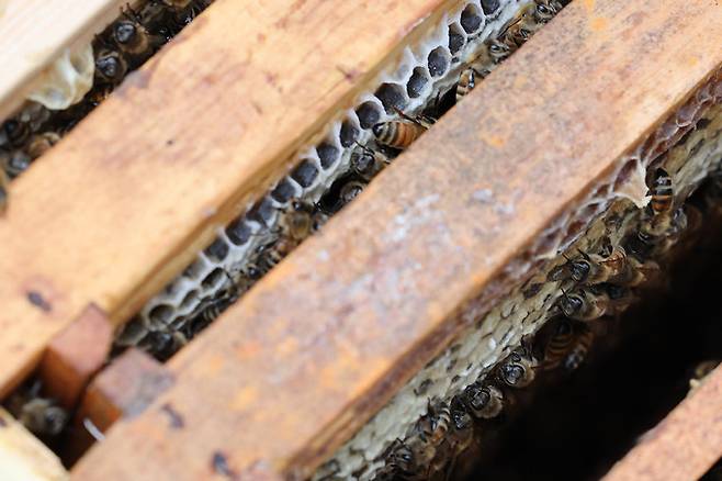 서울 은평구 진관동 원효조경 양봉장의 벌통에서 꿀벌들이 바쁘게 움직이고 있다.