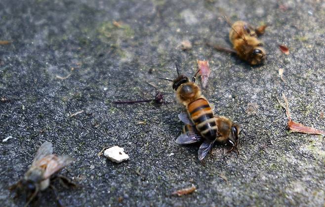 서울 은평구 진관동 원효조경 양봉장에서 꿀벌 한 마리가 죽은 동료 꿀벌을 옮기고 있다.