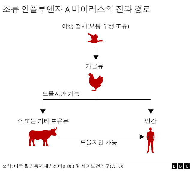 조류독감 바이러스의 전파 과정