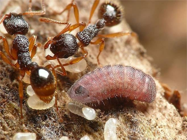 개미굴에서 일개미의 보살핌을 받고 있는 부전나비 애벌레(분홍색). 여왕개미가 내는 소리를 흉내 낸다./일 규슈대