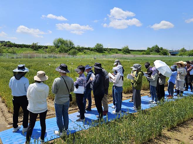 지난 8일 전주 농촌진흥청 국립식량과학원에서 맥류 신품종 개발 공동연구 중간 생육 평가회가 진행 중인 모습. /전주=김민정 기자