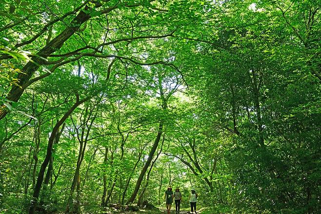 제주 서귀포시 한남 사려니오름숲. 난대·아열대산림연구소 제공