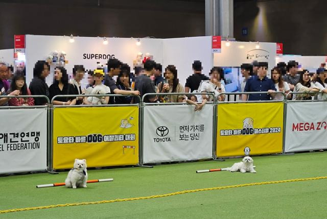 경기 고양시 킨텍스 제1전시장에서 토요타자동차가 연 '바른 DOG 기다려! 최강전' 대회 결승전. 최현빈 기자