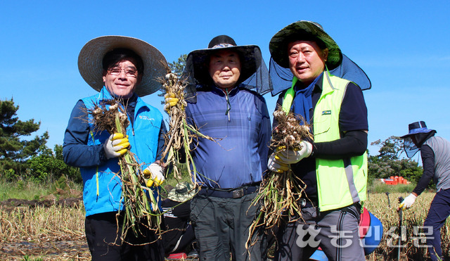 강병헌 강원 남원주농협 조합장(오른쪽), 고영찬 제주 제주고산농협 조합장(왼쪽), 농민 좌정병씨가 수확한 마늘을 들어 보이고 있다.