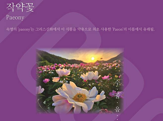 천만송이 작약꽃 축제 [영월군 제공.재판매 및 DB 금지]