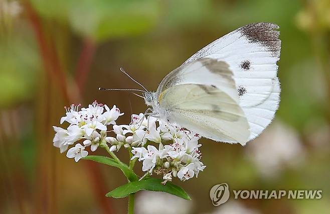 배추흰나비 [연합뉴스 자료사진]