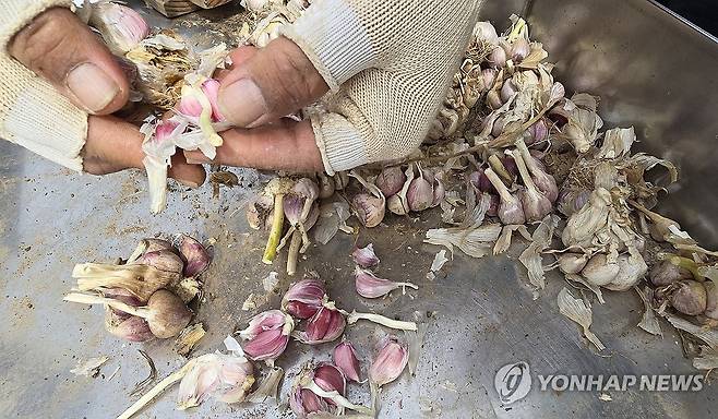 이런 게 '벌마늘' 현상 (제주=연합뉴스) 김호천 기자 = 20일 제주 대정농협이 올해산 마늘 수매를 시작한 가운데 한 직원이 농가가 가져온 마늘 가운데 골라낸 '벌마늘'(2차 생장 마늘)에 대해 설명하고 있다. 2024.5.20 khc@yna.co.kr