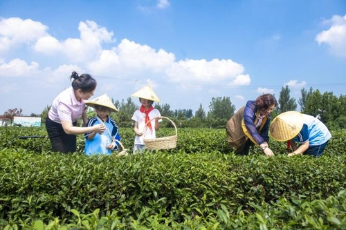 Students are experiencing the fun of tea picking at the Chunshan Tea Expo Park.