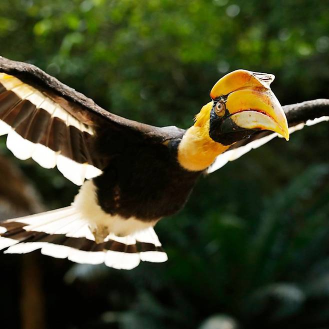 인스타그램 @mandaiwildlifereserve