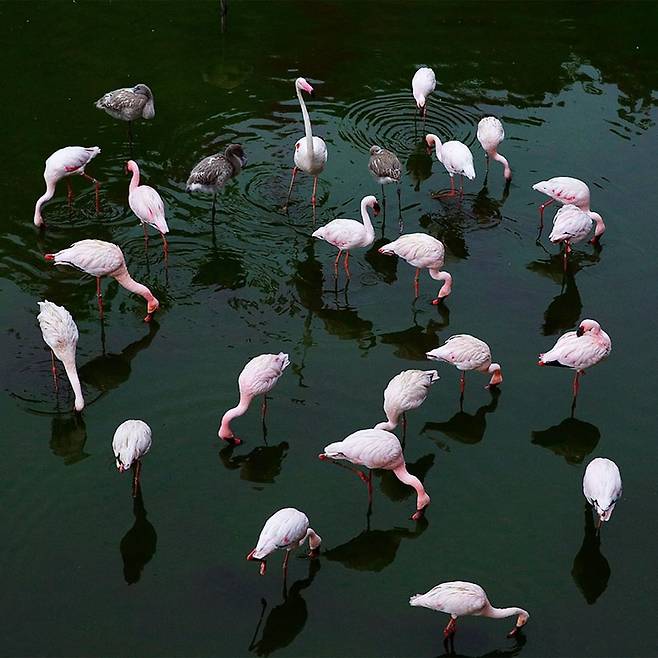 인스타그램 @mandaiwildlifereserve