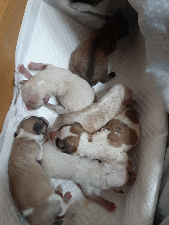 태안동물보호협회에 인계된 후의 새끼강아지들 모습. 온라인커뮤니티