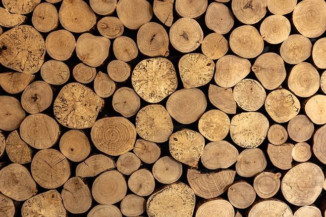 셀룰로오스 나노섬유는 나무의 주성분인 셀룰로오스를 잘게 쪼갠 천연 소재로 금속인 철과 비교해 무게는 5분의 1에 불과하지만 강도는 5배 높다. 게티이미지뱅크