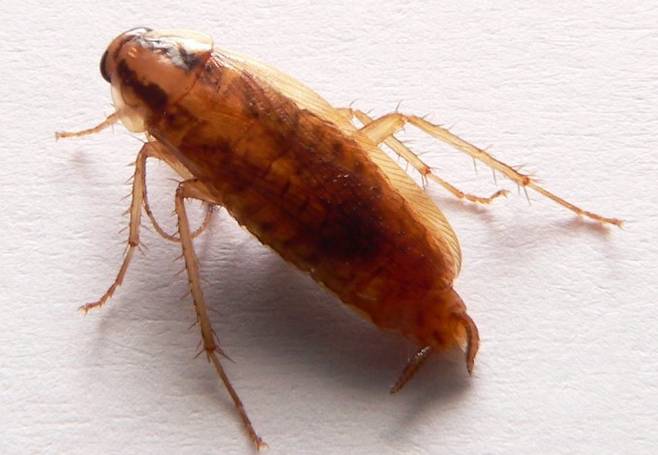독일 바퀴벌레는 인간의 거주 환경에 매우 잘 적응하는 특징이 있다. 위키미디어 제공.