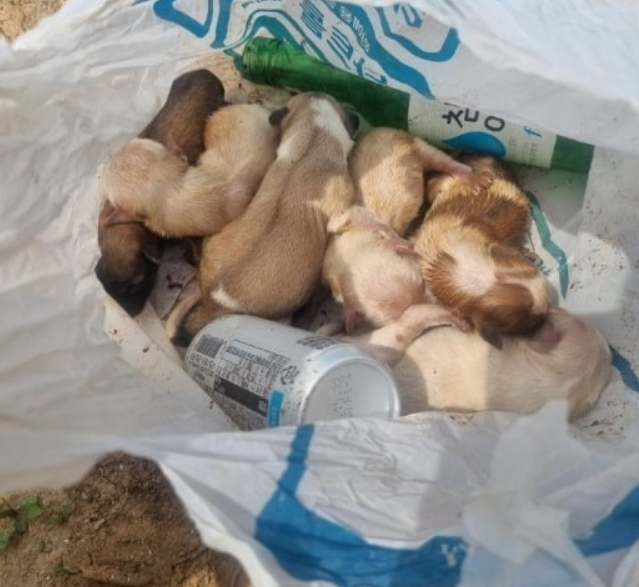 20일 태안군 안면읍에서 버려진 강아지 6마리를 최초로 발견한 주민이 '누가 쓰레기봉투에 강아지들을 잔뜩 담아서 버렸네요'라는 제목과 함께 온라인 커뮤니티에 올린 사진. 보배드림 캡처