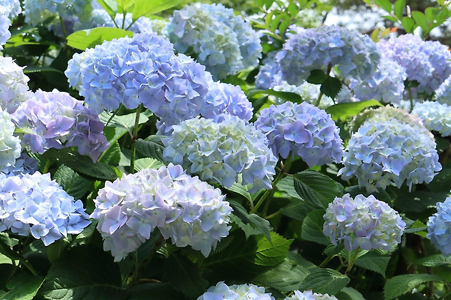 여행다움, 태안 봄과 여름 사이 여행_수국 / 사진=교원투어 제공