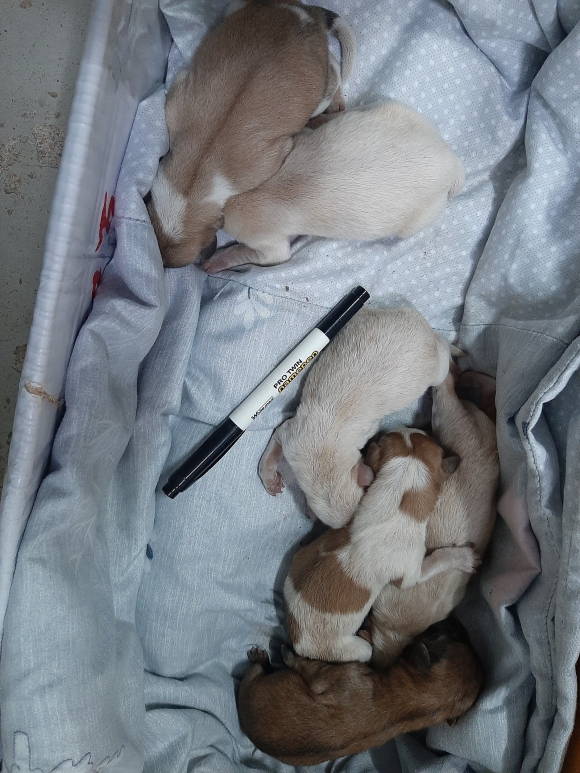 충남 태안에서 쓰레기봉투에 버려진 채 발견된 강아지 6마리. 자료 : 태안동물보호협회
