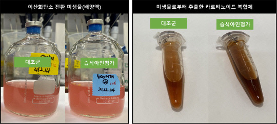 한국에너지기술연구원은 이산화탄소에서 항산화 효과를 지닌 카로티노이드로 전환하는 기술을 개발했다. 사진은 이산화탄소를 먹이로 사용해 생산한 카로티노이드 추출물.



에기연 제공