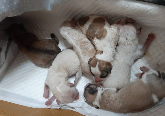 태안동물보호협회로 인계된 이후 강아지들 모습. 태안동물보호협회 제공